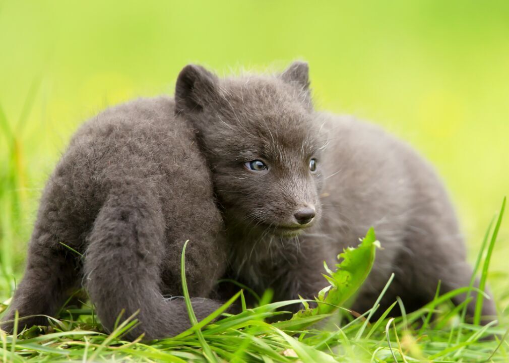 Arctic foxes